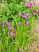 Iris sibirica Sparkling Rose Saxifraga x urbium London Pride