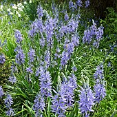 Camassia leichtlinii