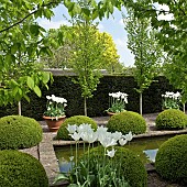 Puddings of buxus sempervirens flanked by white tulips in ornate terracotta pots