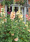 Alcea rosea Hollyhocks