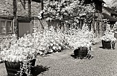 Infrared photograph Holyhocks under windows with wooden barrels with summer plantings