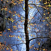 Deciduous backlit Beech tree set against the Grey Mares Tail waterfall