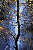 Deciduous backlit Beech tree set against the Grey Mares Tail waterfall