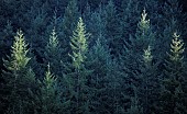 Autumn forest containing many coniferous trees