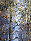 Deciduous backlit Beech tree set against the Grey Mares Tail waterfall