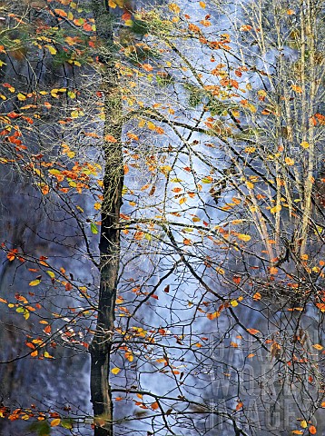 Deciduous_backlit_Beech_tree_set_against_the_Grey_Mares_Tail_waterfall