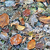 Autumn frosted leaves of Oak Birch Beech