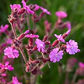 Silene dioica Red Campion
