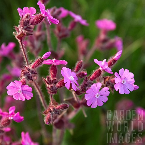 Silene_dioica_Red_Campion