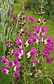 Antirrhinum, Snapdragon bicolour pink and cream