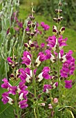 Antirrhinum, Snapdragon bicolour pink and cream