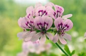 Pelargonium Sweet Mimosa