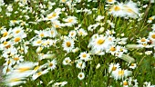 Photographic impressionism of corn meadow wildflowers using camera movement