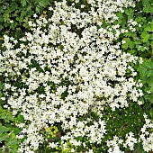 Saxifrage Mossy White