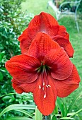 Hippeastrum Galaxy Red Lion Amaryllis, Lily