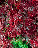 Acer palmatum Shaina