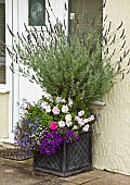 Lavender in container underplanted with annuals