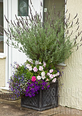 Lavender_in_container_underplanted_with_annuals