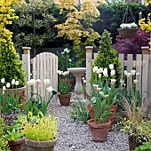 Flaming Spring Geen Ivory White Cheers Triumph Tulips in terra cotta pots