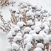 Heavy snow fall on Sedum