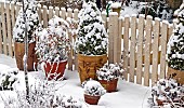 Heavy snow fall around garden gate, pots with Box pyramids