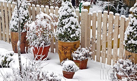 Heavy_snow_fall_around_garden_gate_pots_with_Box_pyramids