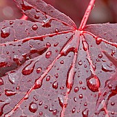 Acer palmatum Bloodgood