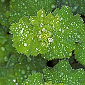 Foliage of Alchemilla mollis perennial with rain droplets