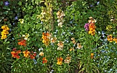 Spring border of fragrant Erysimum Wall Flowers  Myosotis Forget-me-Nots