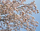 Prunus Ornamental Flowering Cherry