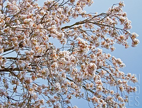Prunus_Ornamental_Flowering_Cherry