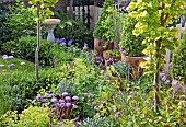 Bird bath, herbaceous perennial, containers with Buxus shaped box