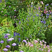 Summer garden border well planted with Alchemilla Mollis Ladys Mantle and Scabious