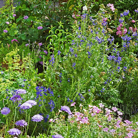 Summer_garden_border_well_planted_with_Alchemilla_Mollis_Ladys_Mantle_and_Scabious