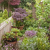 Shady corner with Acer tree in container, herbaceous perennials