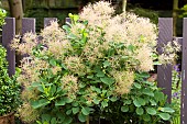 Cotinus coggygria Aurea Smoke Bush