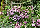 Lace cap Hydrangea bush