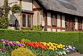 Thatched cottage, box hedge Buxus Sempervirens with border of tulips