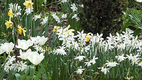 Mixed_spring_bulbs_in_border_with_white_daffodils_and_tulips