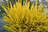 Forsythia shrub