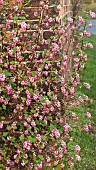 Ribes flowering currant