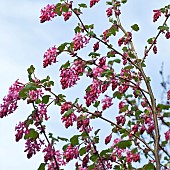 Ribes flowering currant