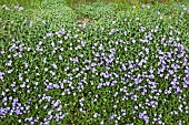 Mound of Aubretia in Spring Garden