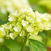 Hydrangea macrophylla large white flowers head