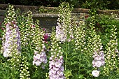 Delphinium Pink Ruffles