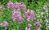 Phlox bifida Petticoat