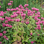 Monarda Croftway Pink Bergamot with bright pink flowers at Wollerton Old Hall (NGS) Market Drayton in Shropshire midsummer July