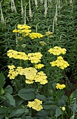 Achillea Taygetea Yarrow