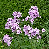 Herbaceous perennial Phlox Utopia