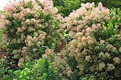 Cotinus coggygria (Smoke Bush)